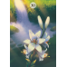 Карты Оракул Травы и растения Ленорман  - Herbs & Plants Lenormand Oracle Cards