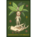 Карты Оракул Гербария - Herbarium Oracle Cards. Lo Scarabeo