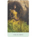 Карти Оракул Відьом та Диких Трав - Weeds & Witches Oracle Deck 50 карток U.S. Games Systems